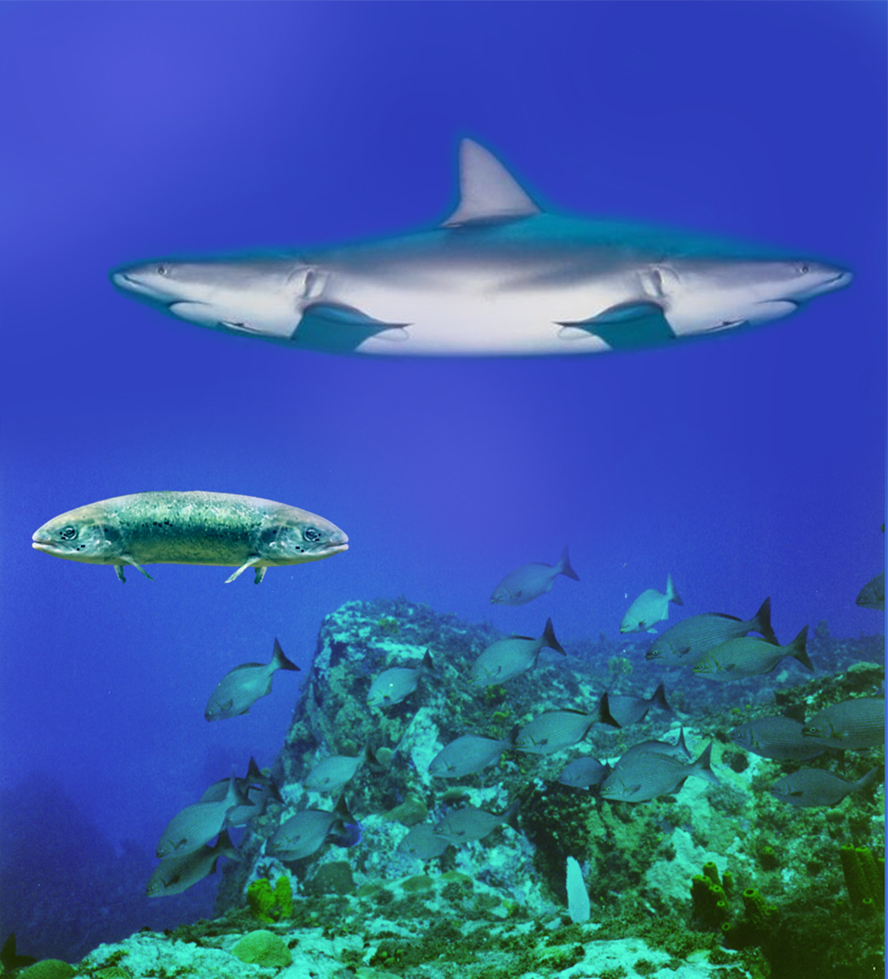 Photoshop-Design von GrogAlegutz für DesignCrowd (Community Contests) | Design #9133694