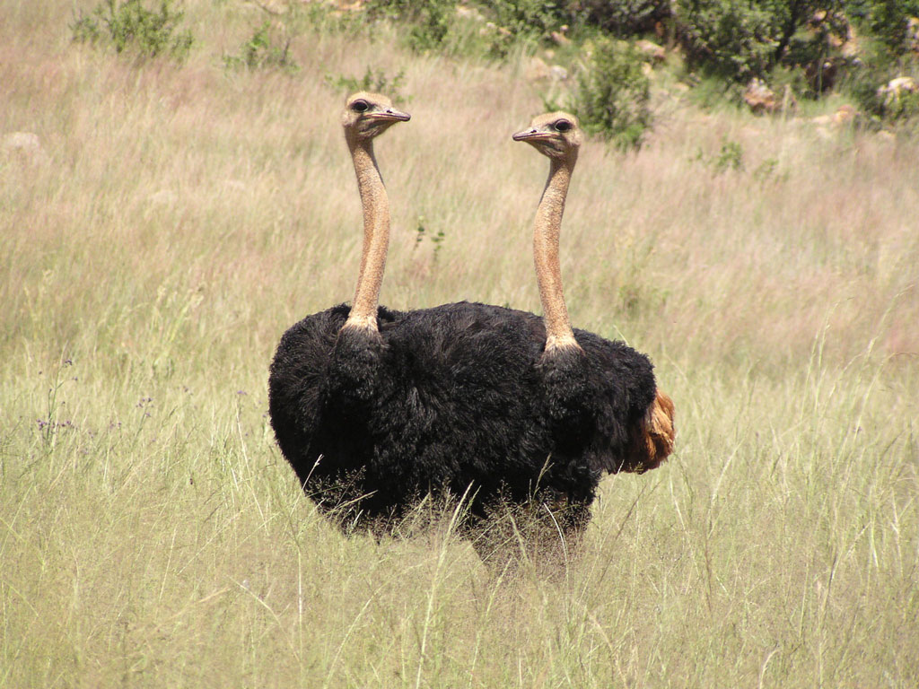 Diseño de Photoshop por Featherlake para DesignCrowd (Community Contests) | Diseño #9136171