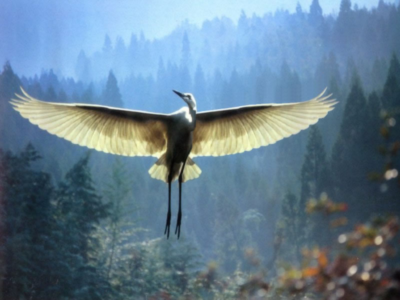 Photoshop Design by dripz for DesignCrowd (Community Contests) | Design #9136142