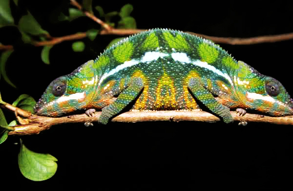 Diseño de Photoshop por bruceleroy para DesignCrowd (Community Contests) | Diseño #9133766