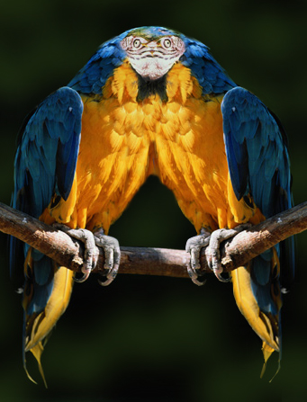 Photoshop-Design von avinagoo für DesignCrowd (Community Contests) | Design #9133772