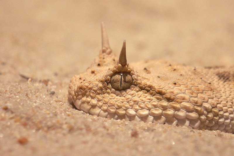 Fotografie von devilgas für DesignCrowd (Community Contests) | Design #9131051