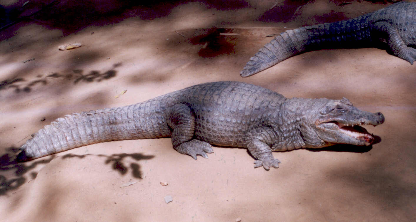 Fotografía por vgmn1956 para DesignCrowd (Community Contests) | Diseño #9131032