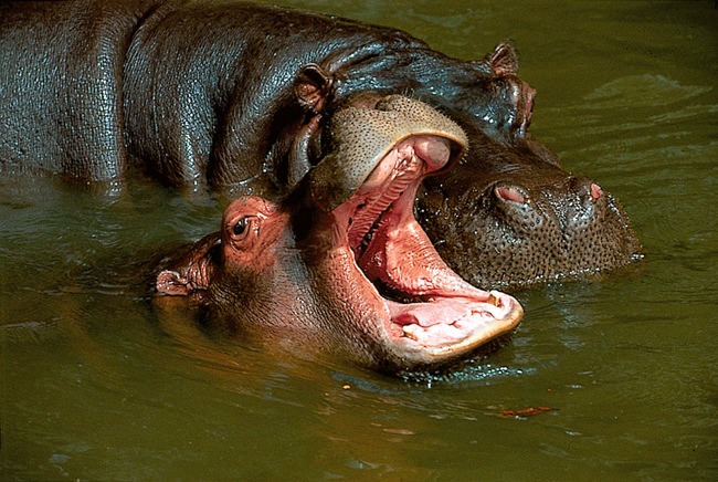 Photography by Baddinnn for DesignCrowd (Community Contests) | Design #9131081