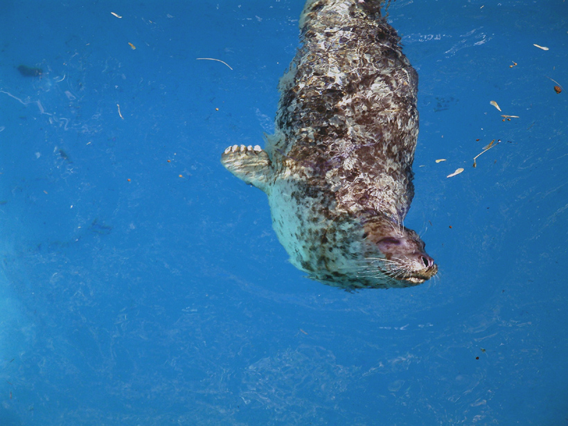 Fotografía por OneHappyFemale para DesignCrowd (Community Contests) | Diseño #9131145