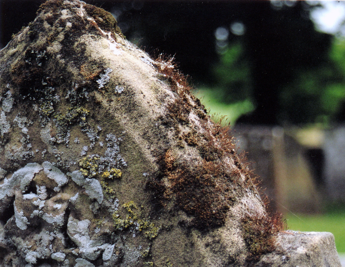 Fotografie von chris_ für DesignCrowd (Community Contests) | Design #9138739