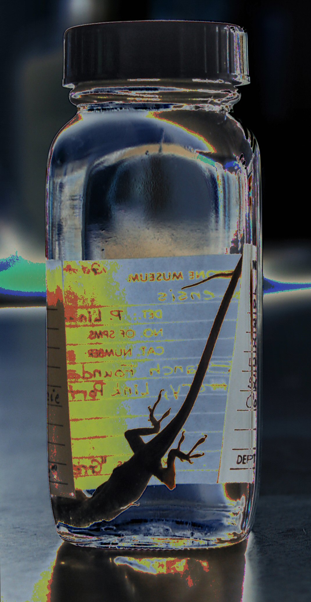 Photography by koalachimbo for DesignCrowd (Community Contests) | Design #9119931