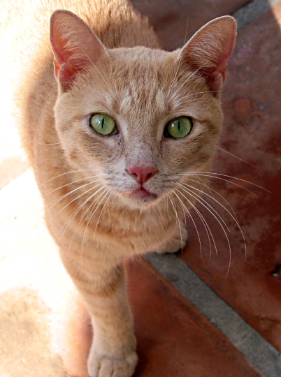 Photography by koalachimbo for DesignCrowd (Community Contests) | Design #9107798