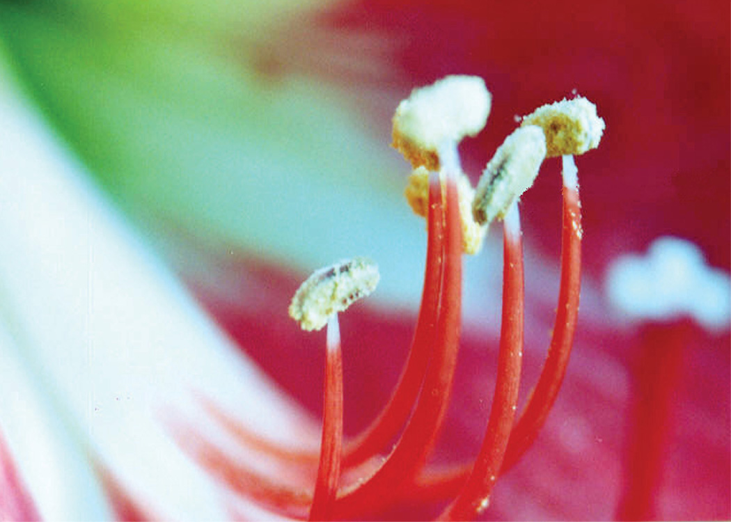 Fotografía por vgmn1956 para DesignCrowd (Community Contests) | Diseño #9107809