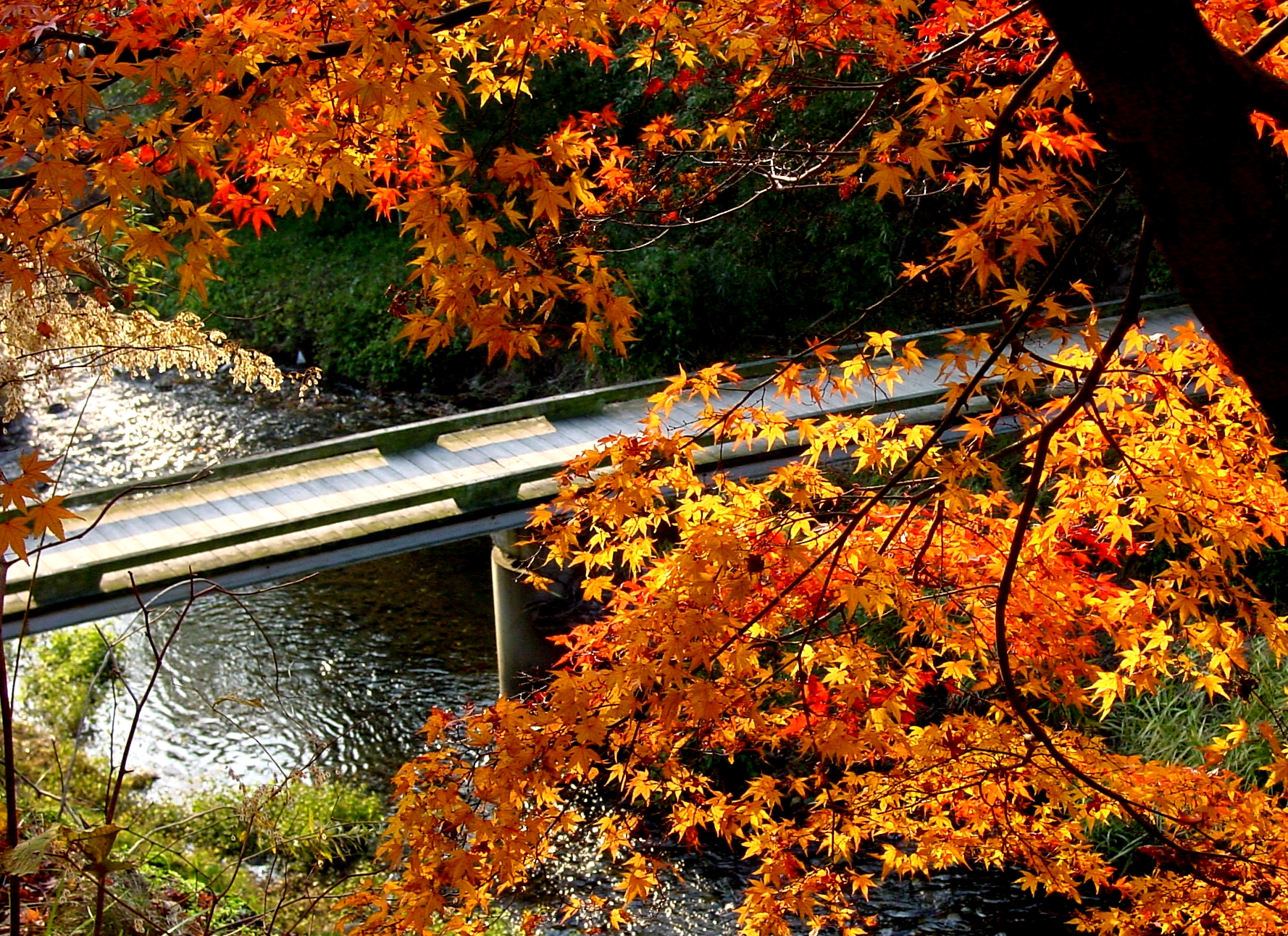 Fotografie von lafugitt für DesignCrowd (Community Contests) | Design #9133480