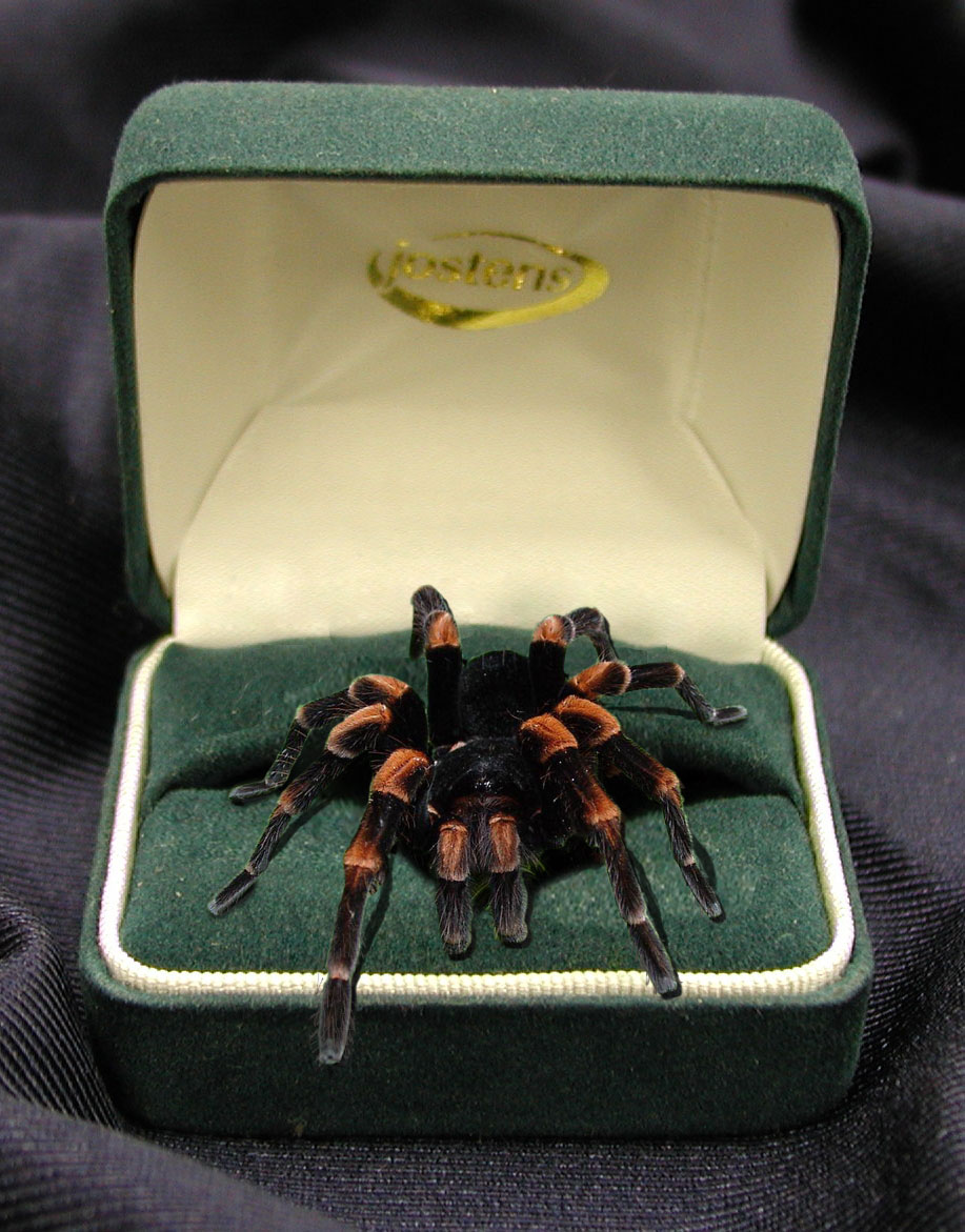 Design Photoshop par RealMeert pour DesignCrowd (Community Contests) | Design #9106885