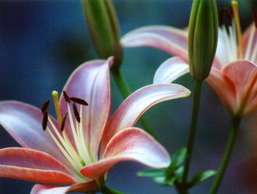 Photography by dollyllama for DesignCrowd (Community Contests) | Design #9107863