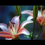 Photography by dollyllama