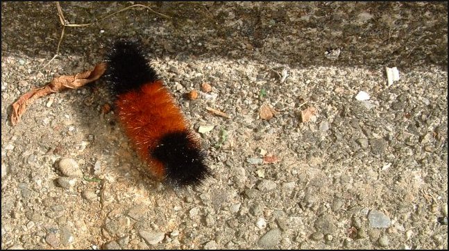 Fotografie von MrsFuzzButt für DesignCrowd (Community Contests) | Design #9107932