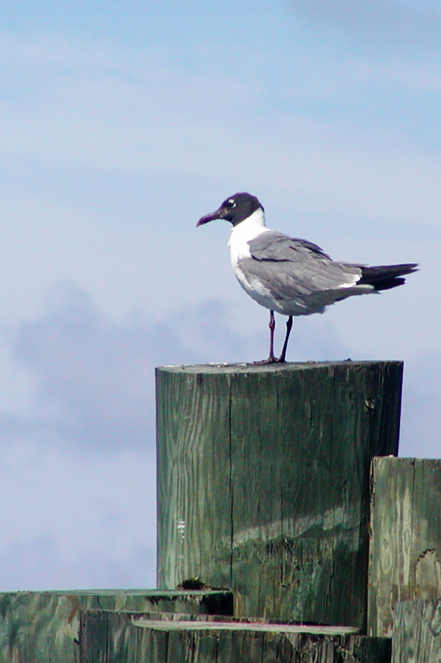 Fotografía por OneHappyFemale para DesignCrowd (Community Contests) | Diseño #9107934