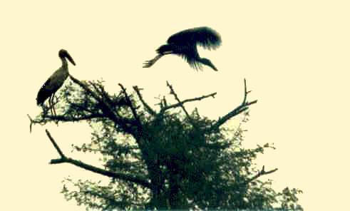 Fotografía por vgmn1956 para DesignCrowd (Community Contests) | Diseño #9104006