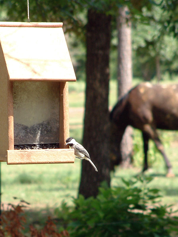 Photography by JacksBlack for DesignCrowd (Community Contests) | Design #9118959