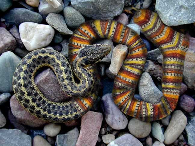 Photoshop-Design von ace2heart für DesignCrowd (Community Contests) | Design #9130904