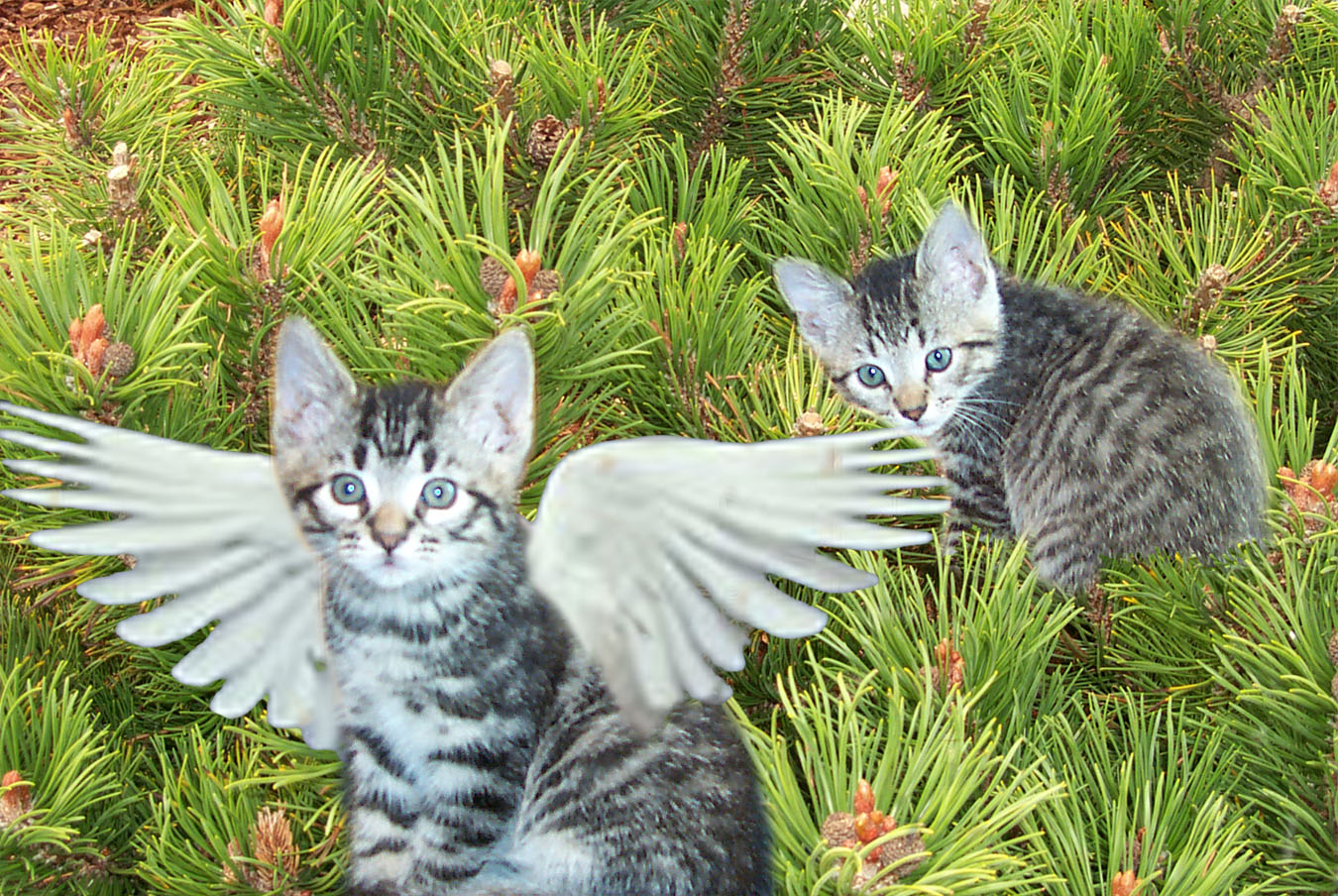 Photoshop Design by LeMolstad for DesignCrowd (Community Contests) | Design #9131022