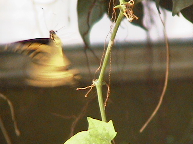 Fotografía por borbor para DesignCrowd (Community Contests) | Diseño #9104188