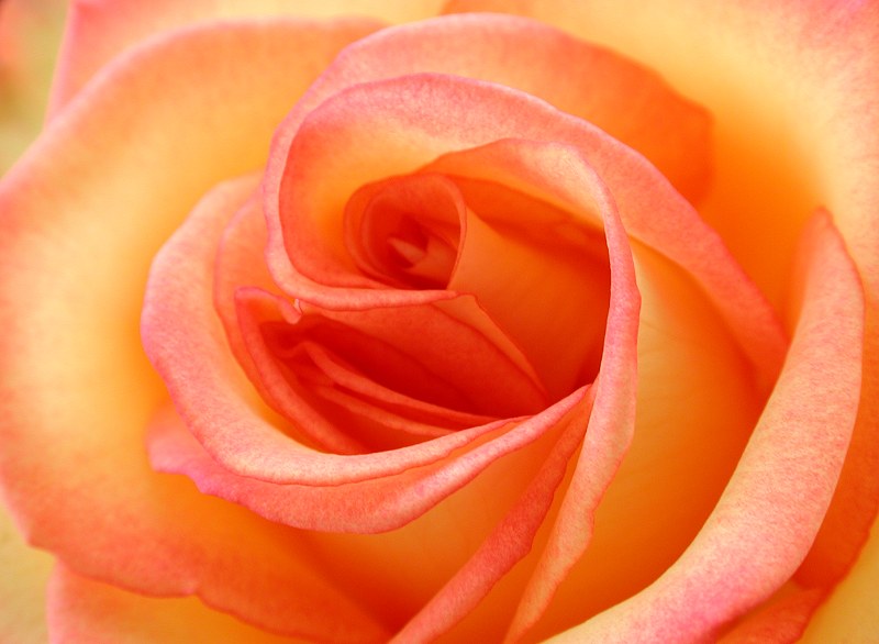 Photography by ErichMangl_banned for DesignCrowd (Community Contests) | Design #9137319