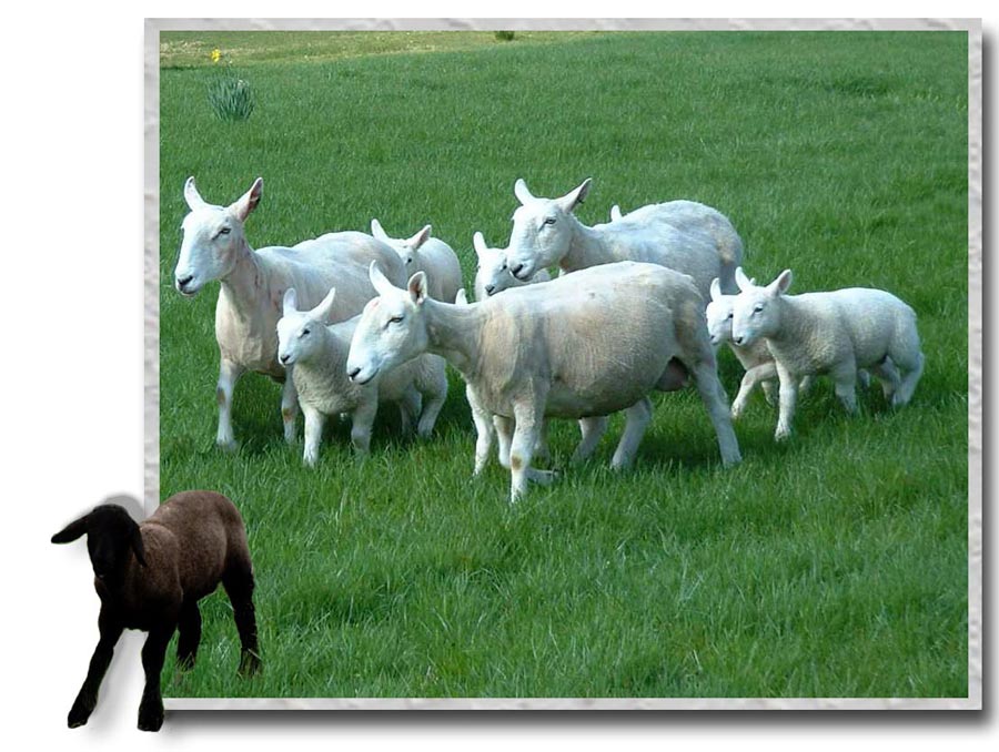 Design Photoshop par Siouxie pour DesignCrowd (Community Contests) | Design #9138171