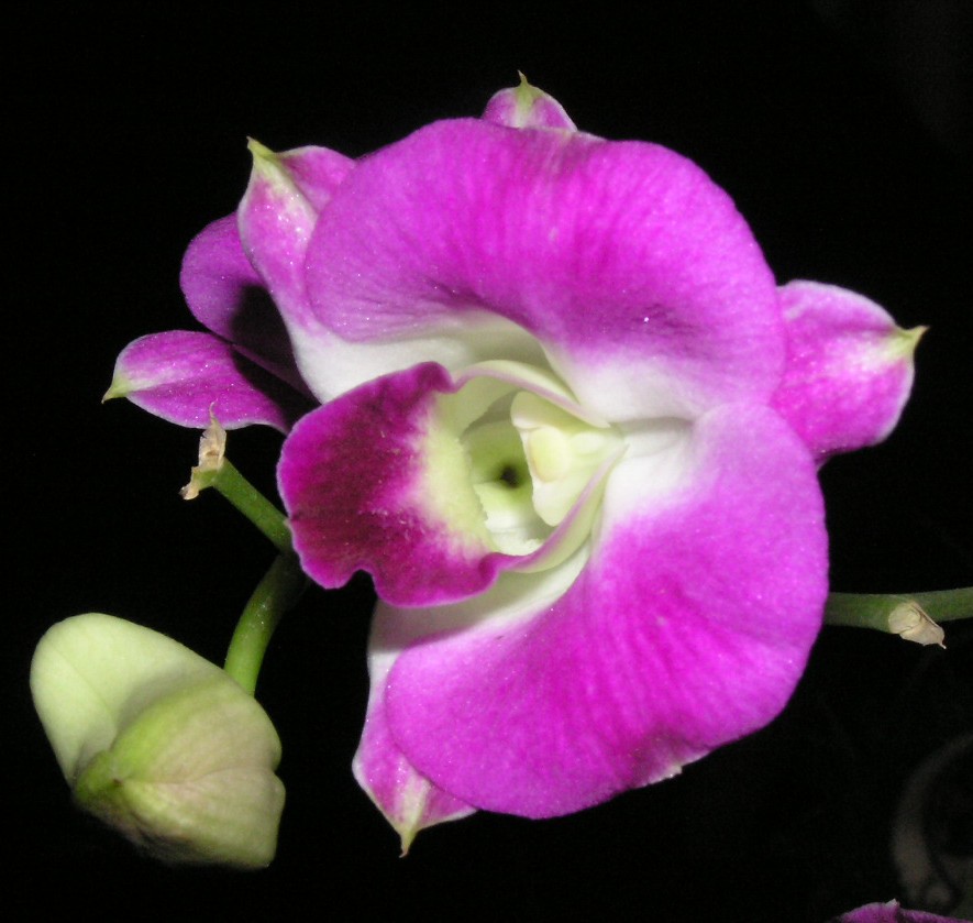 Fotografía por AABBAS para DesignCrowd (Community Contests) | Diseño #9137390