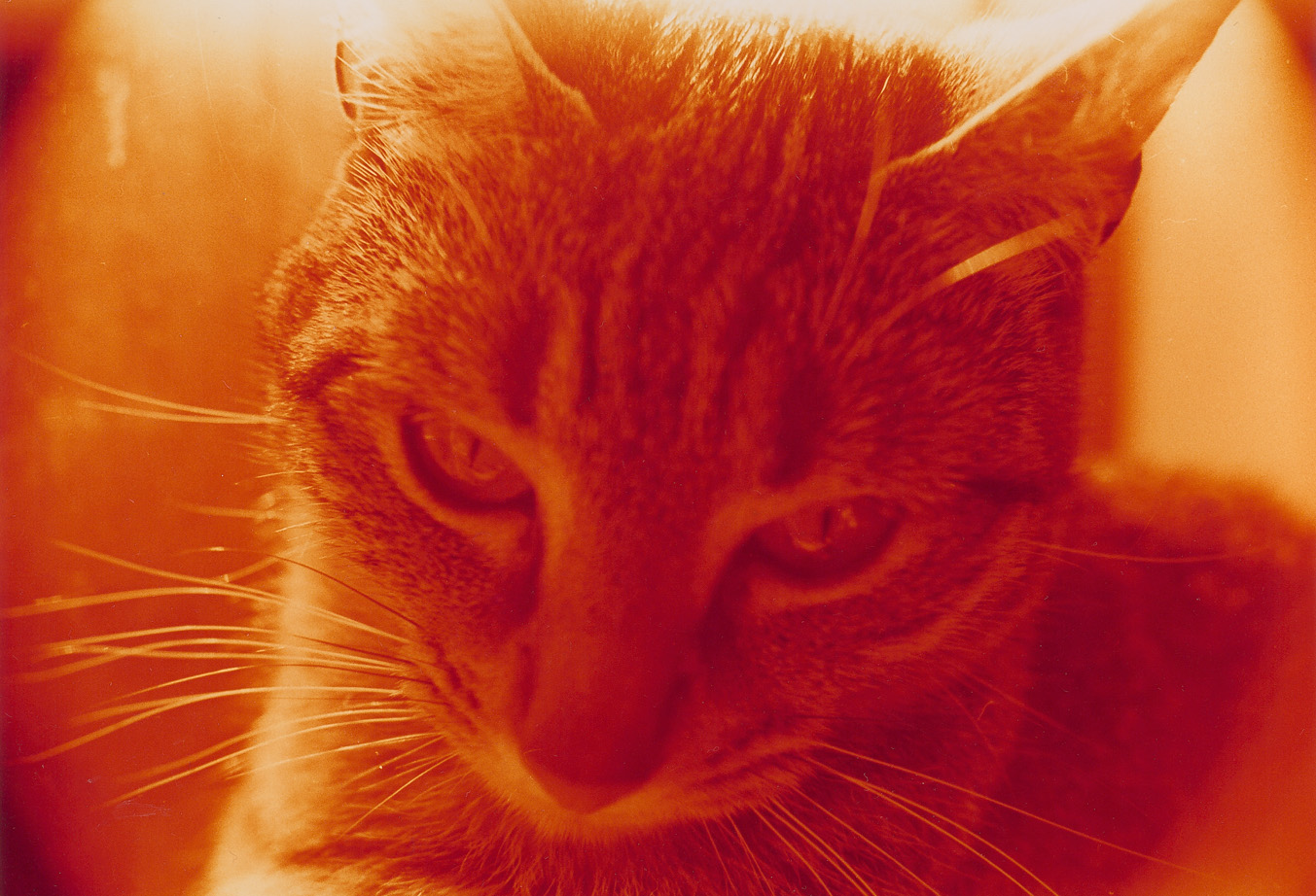 Photography by JavaMoose for DesignCrowd (Community Contests) | Design #9137437