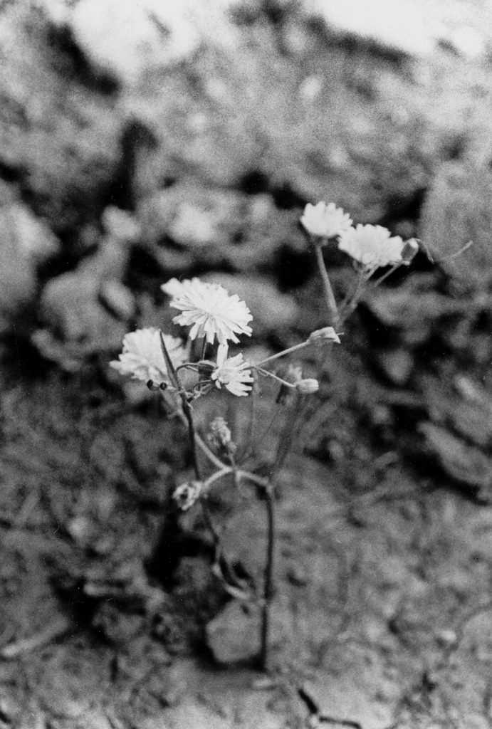 Photography by JavaMoose for DesignCrowd (Community Contests) | Design #9131716