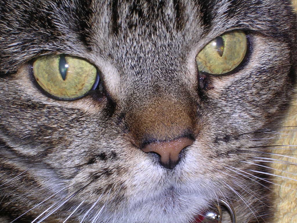 Photographie par Trinity-of-One pour DesignCrowd (Community Contests) | Design #9137430