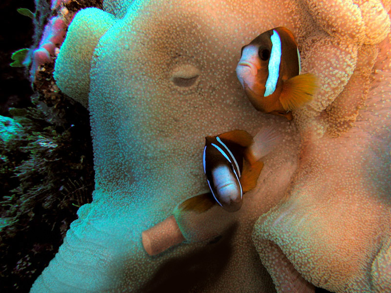 Photoshop Design by rup for DesignCrowd (Community Contests) | Design #9131630