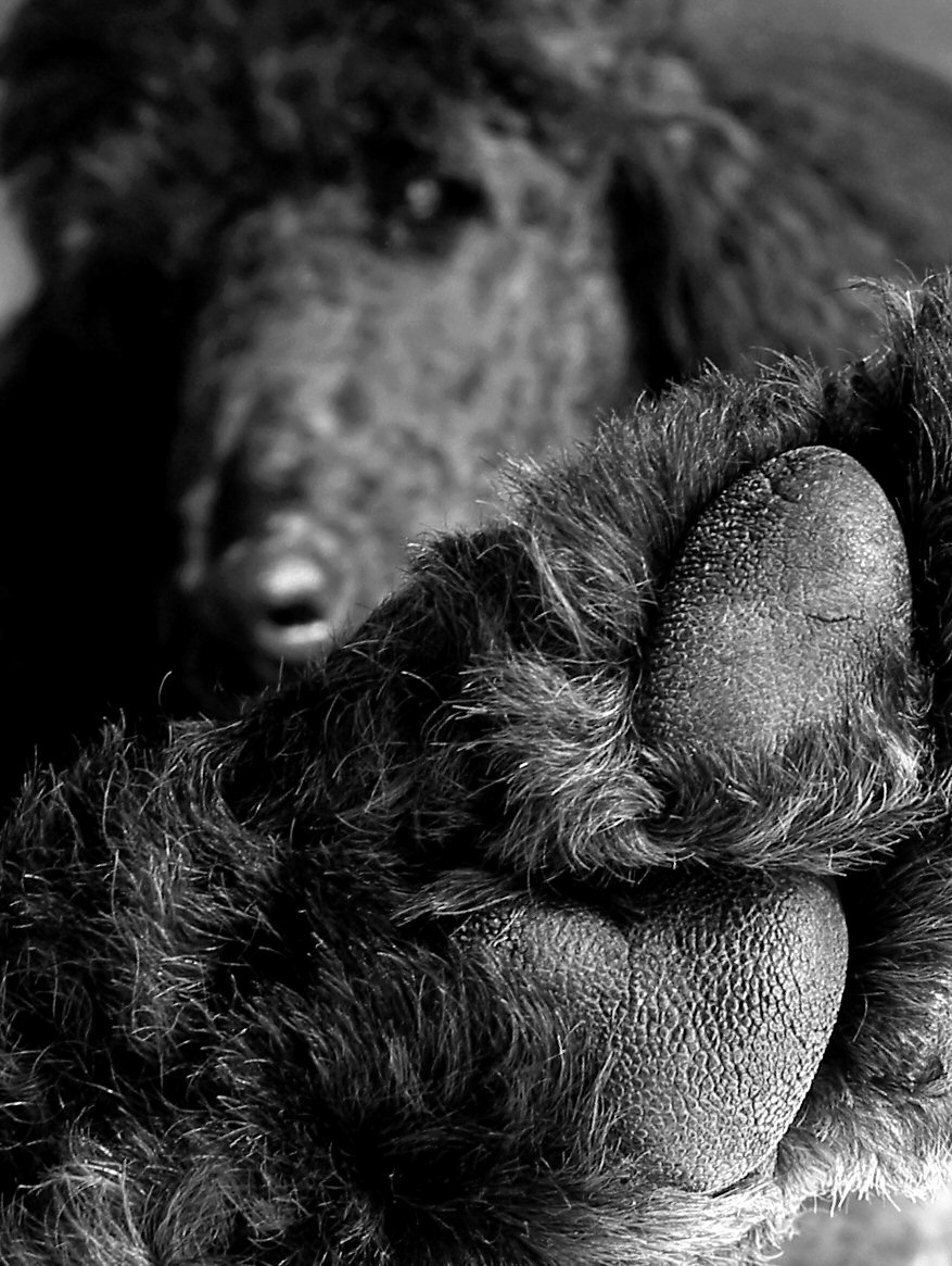 Photography by koalachimbo for DesignCrowd (Community Contests) | Design #9131837