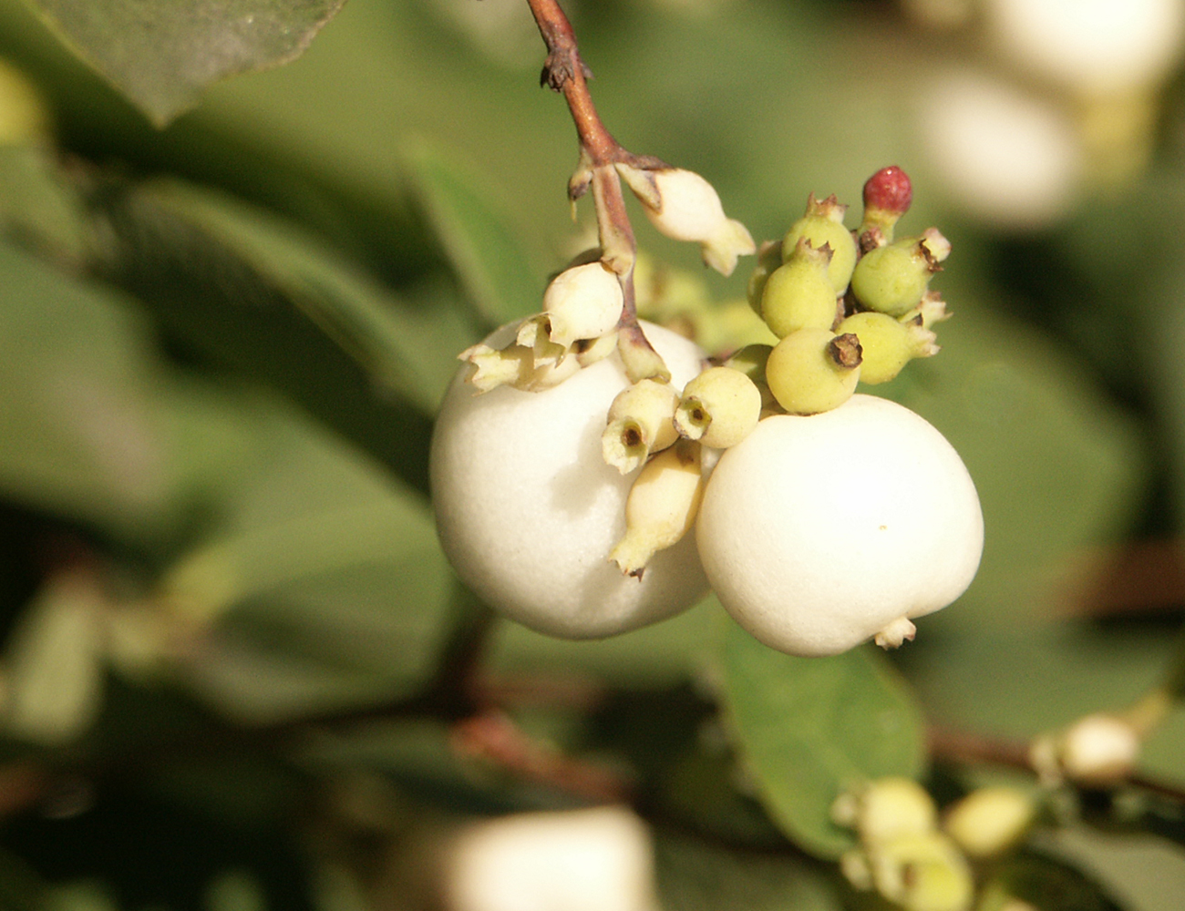 Photography by Peibes for DesignCrowd (Community Contests) | Design #9131853