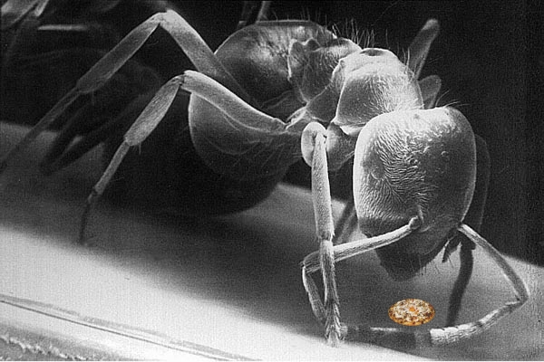 Photoshop Design by amarelito for DesignCrowd (Community Contests) | Design #9131454