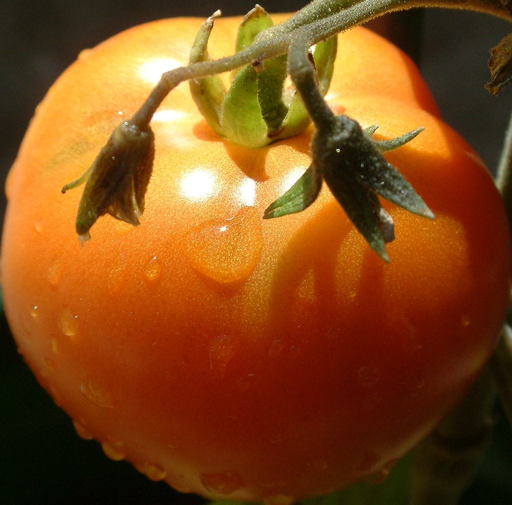 Fotografie von kerryh für DesignCrowd (Community Contests) | Design #9137556