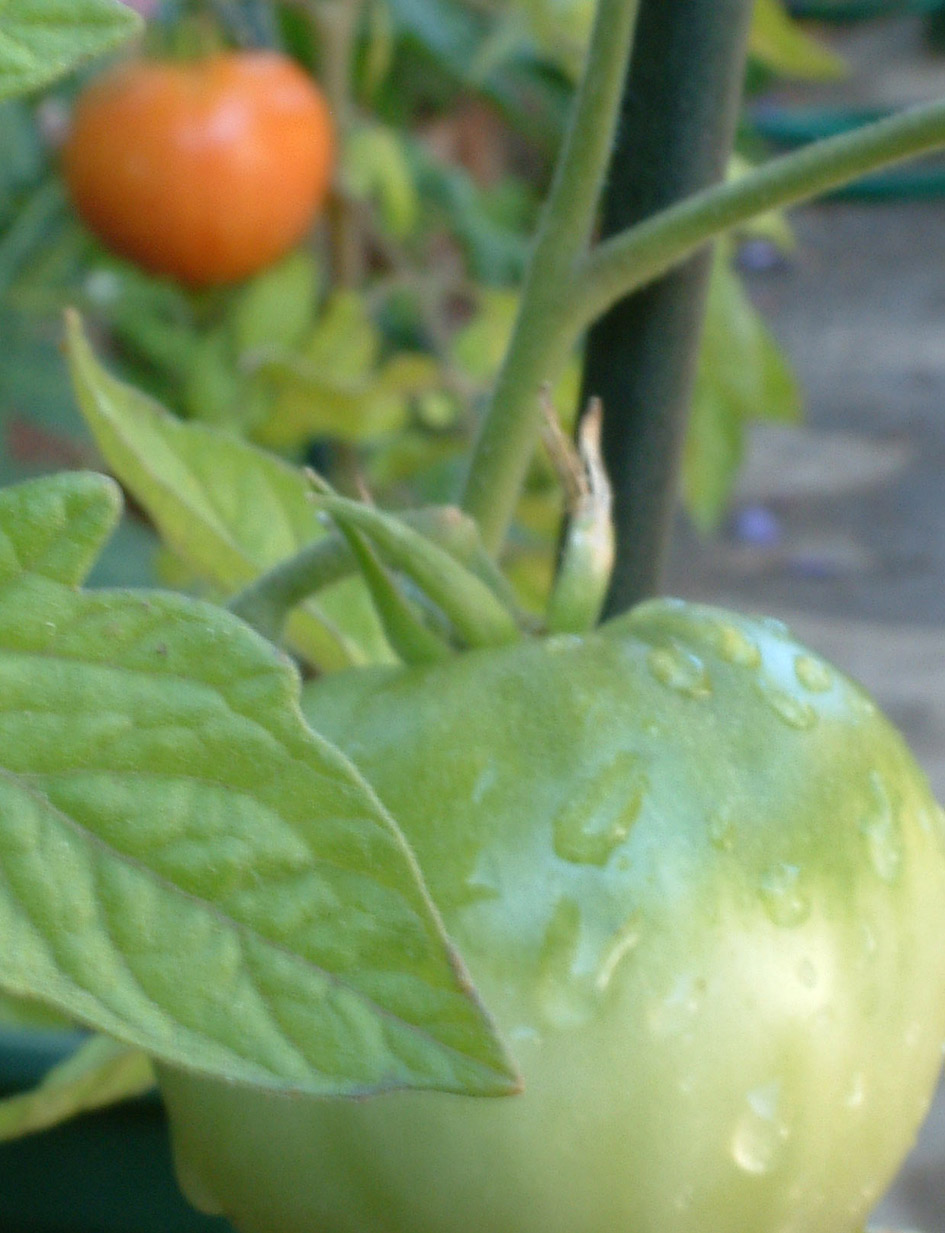 Fotografie von kerryh für DesignCrowd (Community Contests) | Design #9131787