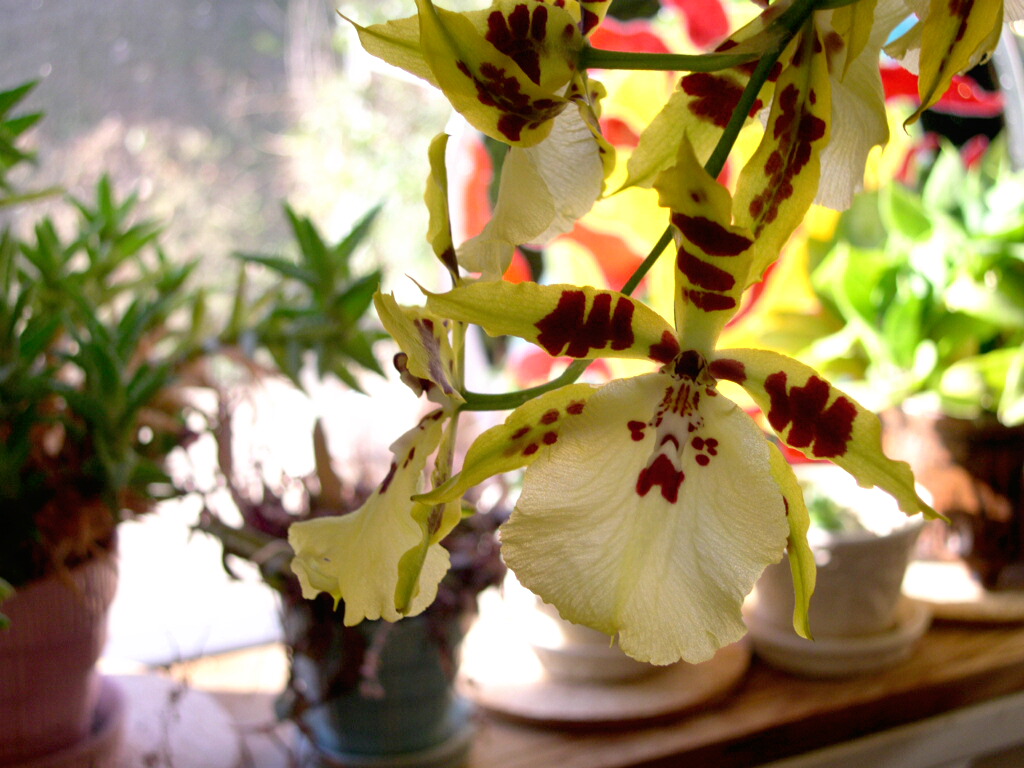 Photography by bluntodoss for DesignCrowd (Community Contests) | Design #9131847