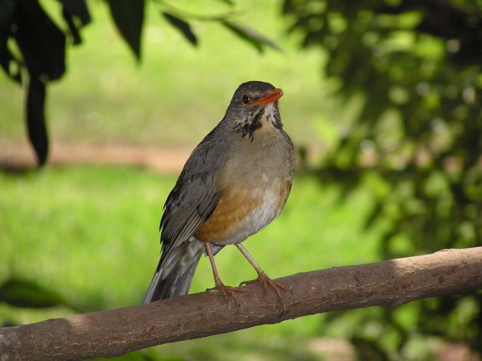 Fotografía por Featherlake para DesignCrowd (Community Contests) | Diseño #9131832