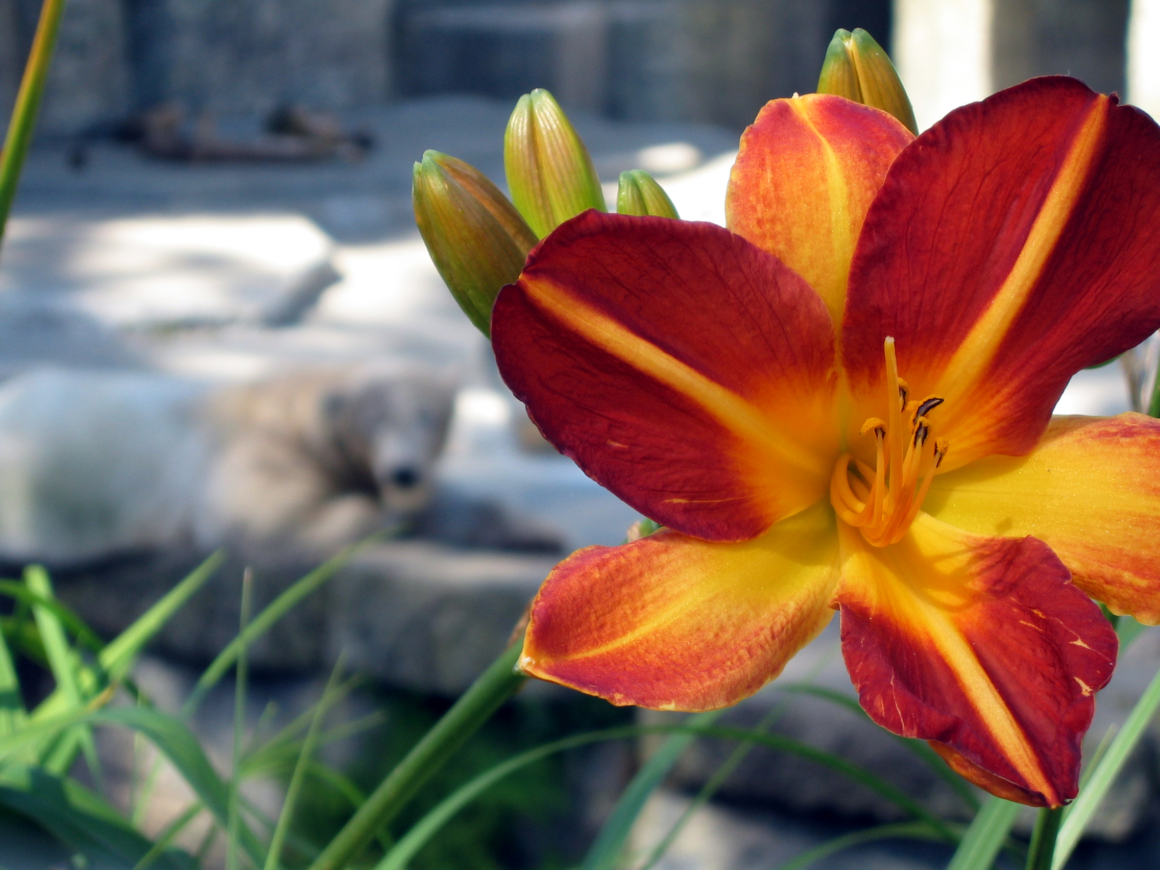 Photography by BlitzMan for DesignCrowd (Community Contests) | Design #9131851