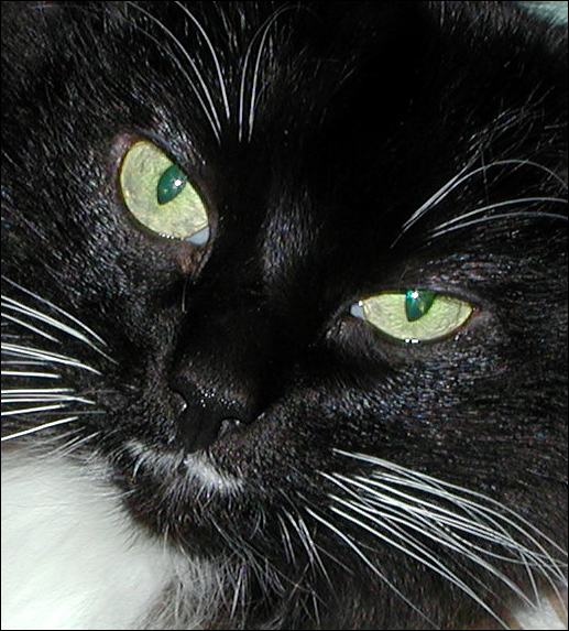 Photography by compugoddess for DesignCrowd (Community Contests) | Design #9137555