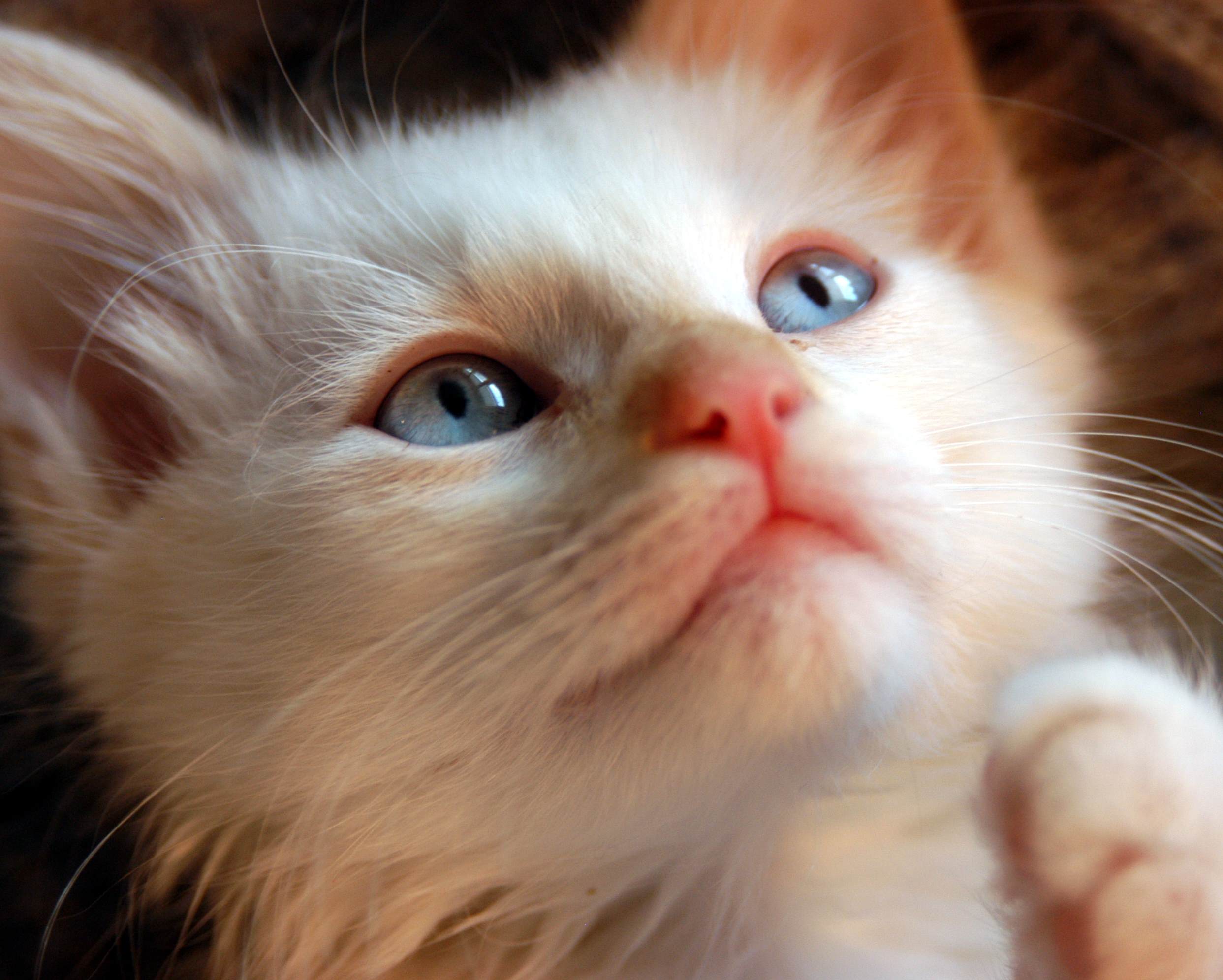 Photography by Silverkatt for DesignCrowd (Community Contests) | Design #9137576