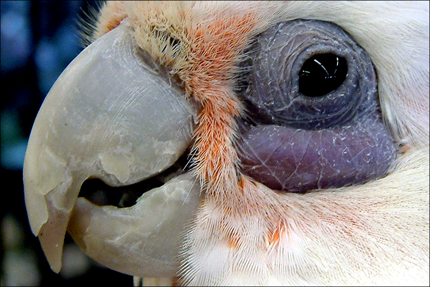 Fotografie von OneHappyFemale für DesignCrowd (Community Contests) | Design #9137530