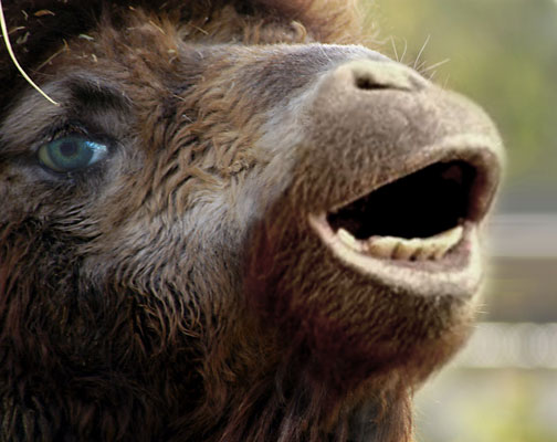 Photoshop-Design von MadamXelda für DesignCrowd (Community Contests) | Design #9137931