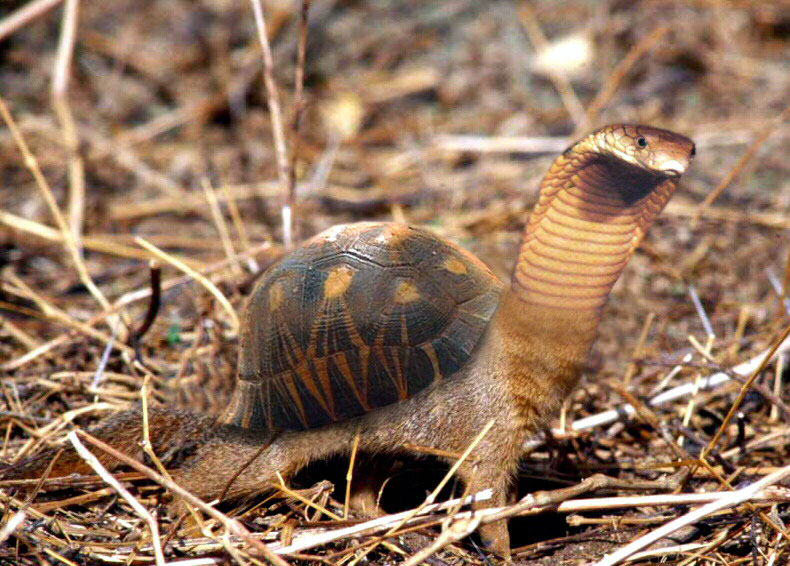 Photoshop Design by reallyme for DesignCrowd (Community Contests) | Design #9137941