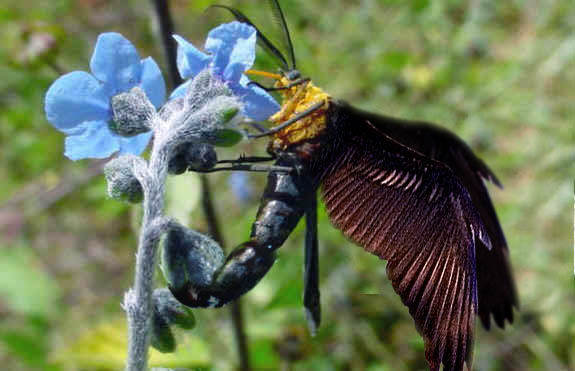 Photoshop-Design von ace2heart für DesignCrowd (Community Contests) | Design #9137998