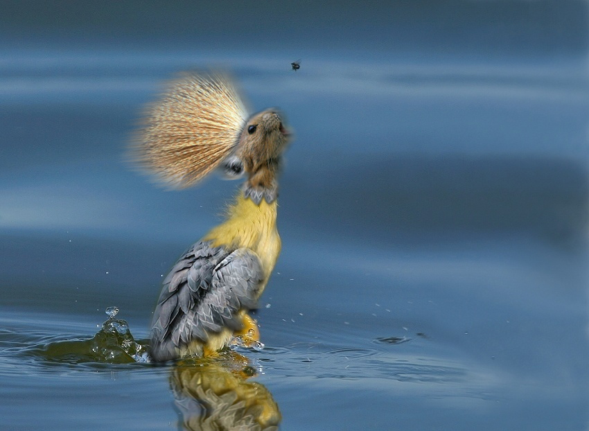 Photoshop Design by Samogitan for DesignCrowd (Community Contests) | Design #9137994