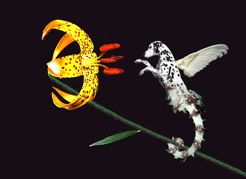 Photoshop Design by cursors for DesignCrowd (Community Contests) | Design #9137995