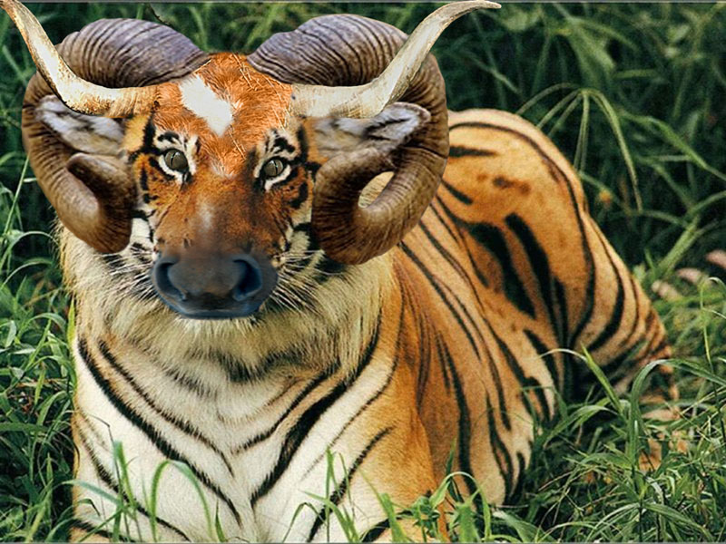 Photoshop Design by bobike for DesignCrowd (Community Contests) | Design #9138007