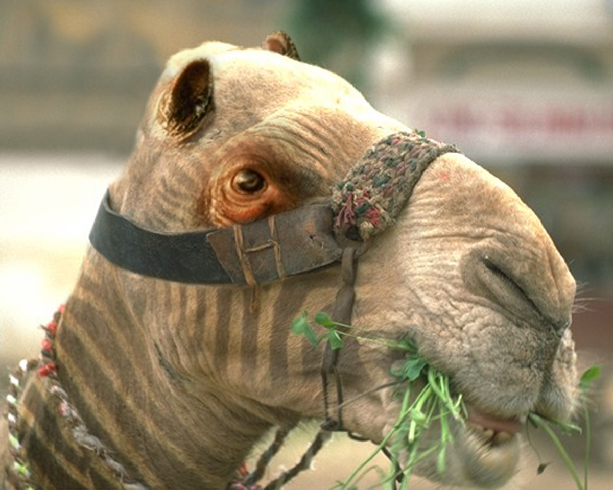 Photoshop Design by ThreeDean for DesignCrowd (Community Contests) | Design #9138055