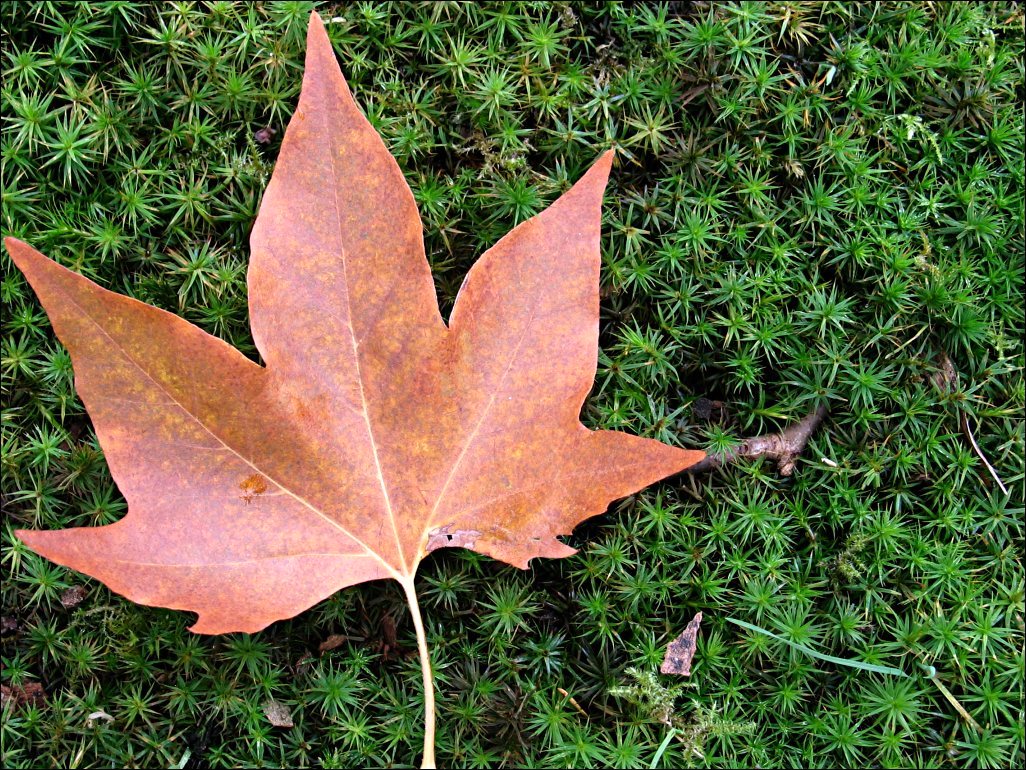 Fotografie von Jondor für DesignCrowd (Community Contests) | Design #9127879